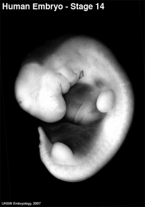 Carnegie Stage 14 Embryo