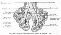 Fig. 289. Anlage of lungs of a human embryo of 10.5 mm. His.