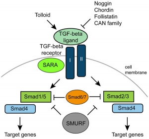 tgf beta signaling pathway embryology developmental signals