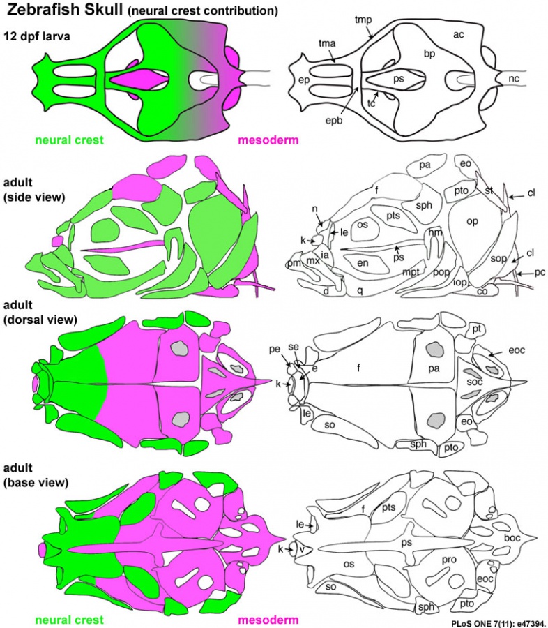 File:Zebrafish skull neural crest.jpg - Embryology