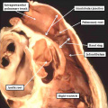 fig 36 Postnatal heart right ventricle outflow tract