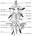 Fig. 2. Complex of arteries on the Ventral Surface of the Brain