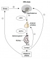 Hypothalamus - Pituitary - Adrenal
