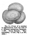 Fig. 9. Ovum from a Monkey