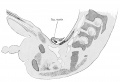 Fig. 633 Sagittal section human embryo 40 mm
