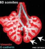 Mouse respiratory 60 somites.jpg