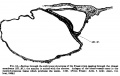 Fig. 16. Section of the Frassi Ovum
