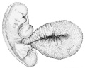 39. Human Embryo of 2. 6 mm. (after IV. His)