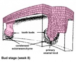 tooth bud stage