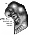 41 Head end of human embryo about the end of the fourth week