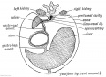 Fig. 217. A diagrammatic transverse Section of the Mesogastrium viewed from behind.