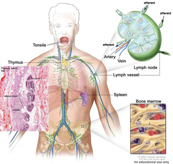 Lymphatic-system-thymus.jpg
