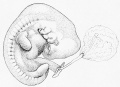 84. Embryo of the Preceding Figure