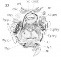 Fig. 32 Cross section of human Embryo no. 22 (20 mm. ) to show thyreoid cartilage, cricoid cartilage, and hyoid bone. Also M's cricoarytaenoideus posterior and thyreorarytaenoideus.