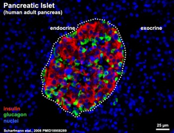 Endocrine - Pancreas Development - Embryology