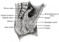 female bladder