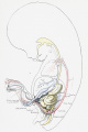 13 Human embryo 4.5 cm sagittal