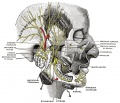 781 Mandibular division of the Trigeminal Nerve