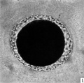 Fig. 1. Photograph of a living unsegmented ovum of the pony (P 1) in Locke’s fluid. Granular material is seen in the perivitelline space. X 480.