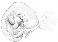 40. Human Embryo of 9.8 mm. Probable Age Thirty Days