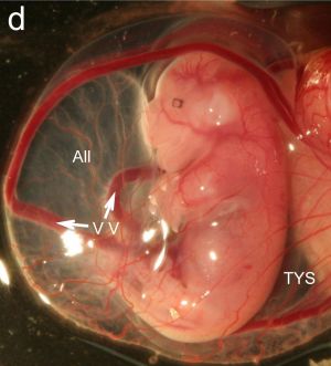 Tammar Wallaby Embryo