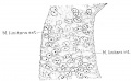 Fig. 2. Wall of the neural tube in a human embryo about two weeks old