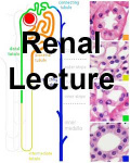 2016LectureRenal-icon.jpg