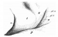 Fig. 5. Embryo 12 mm
