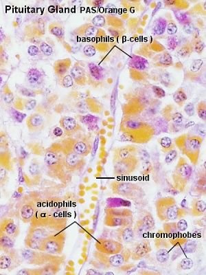 Adenohypophysis PAS/Orange G