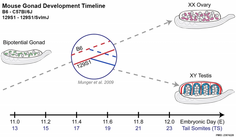 File:Mouse gonad development timeline.jpg