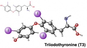 Triiodothyronine.jpg
