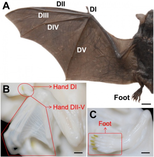 Bat - adult and fetal limbs.jpg