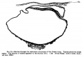 Fig. 15. Section of the Frassi Ovum