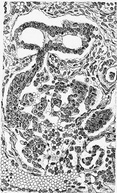 Alt=Human embryo 54 mm pancreas