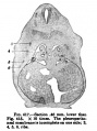 Fig. 417. Section 0.46 mm lower than Fig. 415