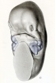 Fig. 10. Reconstruction model of an embryo 12 mm