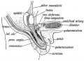 Fig. 103. Showing the Position of the Testis at the 6th month, and the Formation of the Gubernaculum Testis.