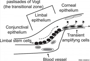Corneal Epithelial Cells cartoon