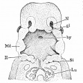 82. Reconstruction of the Pharyngeal Region of a Human Embryo of 11.5 mm (after W. His)