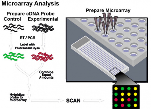 Microarray technology.jpg