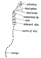 Fig. 117. Where Remnants of the Notochord may occur in the Adult.