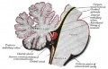 Cerebellum, Pons and Fourth Ventricle