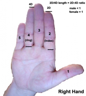 Finger length ratio