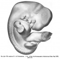 Fig. 52 of Keibel and Mall Manual of Human Embryology I (1910)