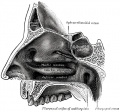 855 Lateral wall of nasal cavity