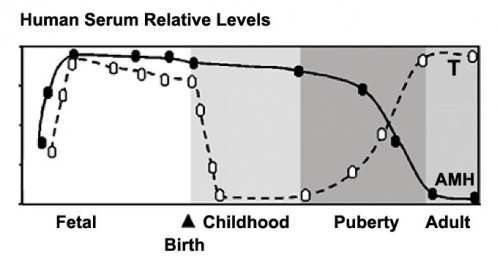 Male testosterone and AMH level graph.jpg