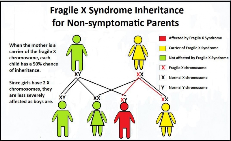 File:Fragile x inheritance.jpg