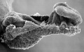 SEM lateral view