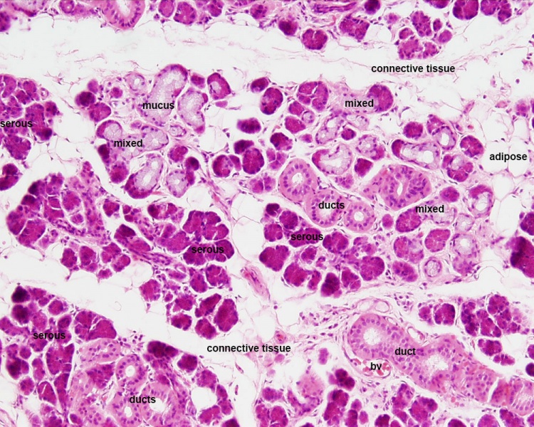 File:Submandibular gland histology 03.jpg