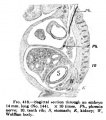 Fig. 418. Sagittal section through an embryo 14 mm long